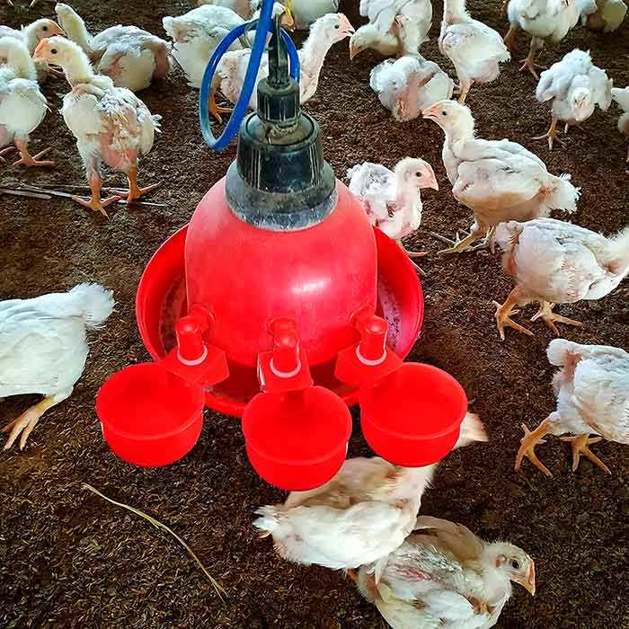 L'abbeveratoio per galline funziona automaticamente, quindi la ciotola dell'acqua si riempie automaticamente quando si esaurisce!