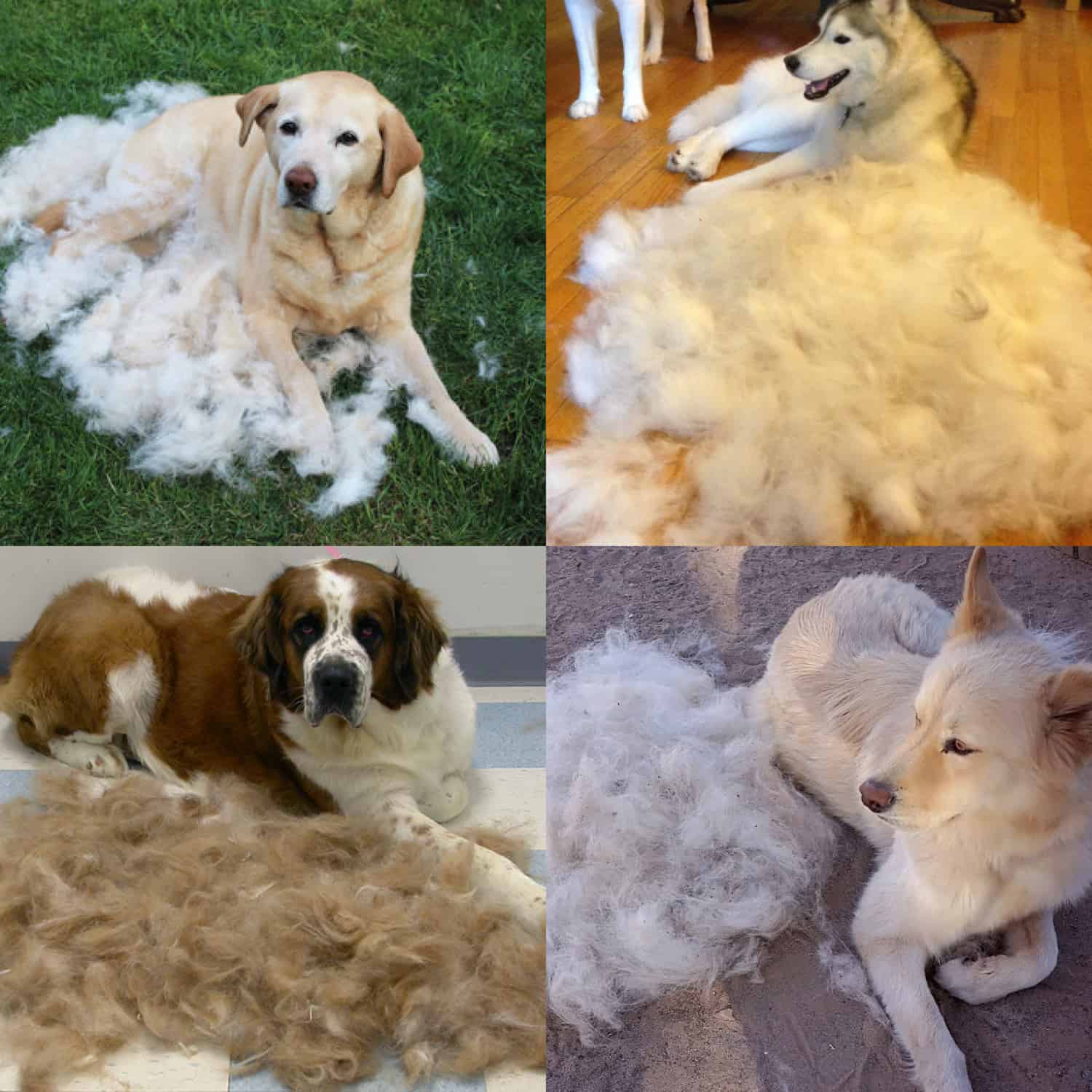 PER IL PERIODO DI CAMBIO DEL PELO
