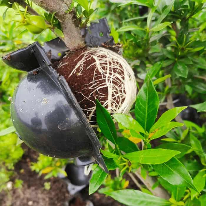 RootBall, uno strumento per clonare piante di successo (2 pz.) - Image 7